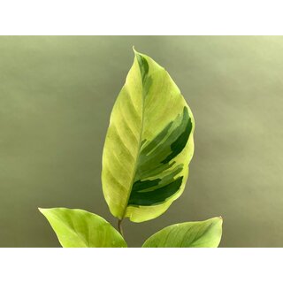 Calathea yellow fusion M