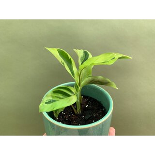 Calathea yellow fusion M