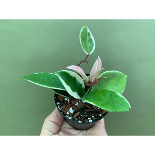 Hoya albomarginata variegata M