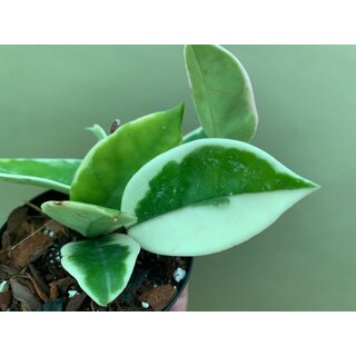 Hoya albomarginata variegata M