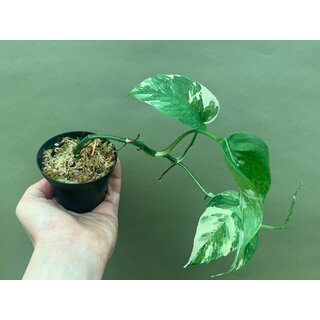 Epipremnum Pinnatum Variegata M