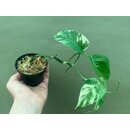 Epipremnum Pinnatum Variegata M