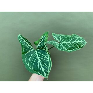 Syngonium Batik
