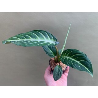 Xanthosoma lindenii Angel Wings