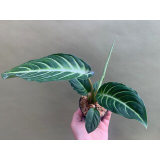 Xanthosoma lindenii Angel Wings