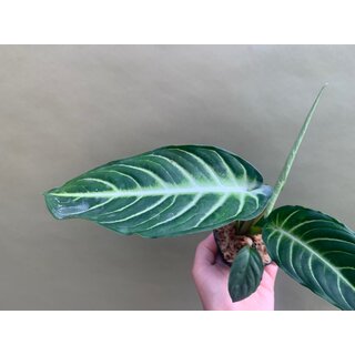 Xanthosoma lindenii Angel Wings