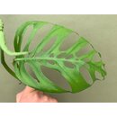 Monstera adansonii subsp. laniata Ableger