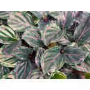 Calathea Medallion Babyplant