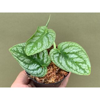 Monstera dubia Ableger