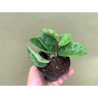 Hoya carnosa Krinkle 8