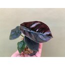 Alocasia cuprea Red Secret Babyplant