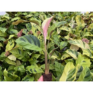 Calathea yellow fusion S