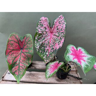 Caladium Offer 3 Pieces