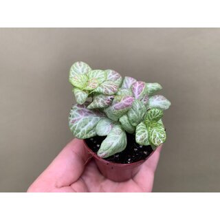 Fittonia Bubble lemon light Babyplant