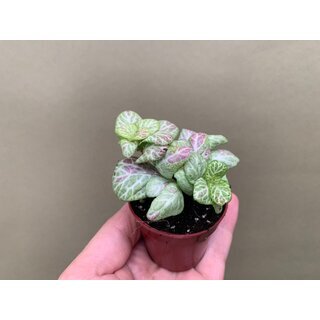 Fittonia Bubble lemon light Babyplant