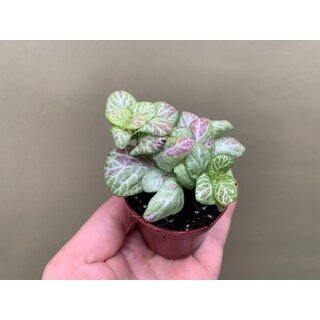 Fittonia Bubble lemon light Babyplant