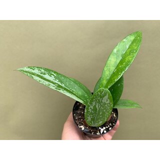 Hoya pubicalyx Silver Splash