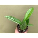 Hoya pubicalyx Silver Splash
