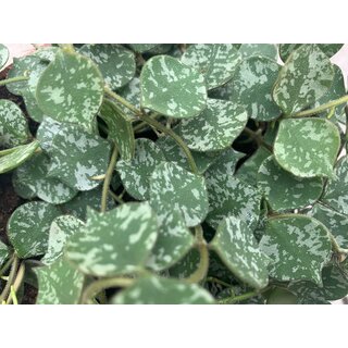 Hoya curtisii Babyplant