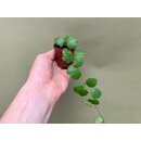 Hoya endauensis Babyplant