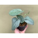 Scindapsus Platinum Silver Hero