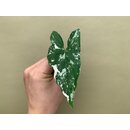 Syngonium podophyllum albo variegata 1 leaf cutting