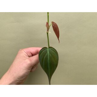Philodendron hederaceum micans Ableger
