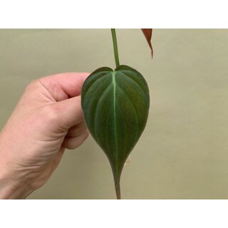 Philodendron hederaceum micans Cutting