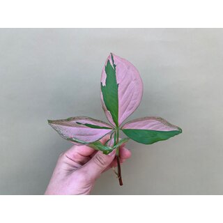 Syngonium Pink Splash Cutting