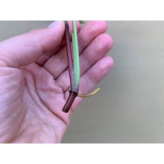 Syngonium Pink Splash Cutting