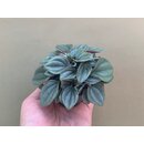 Peperomia Napoli Nights Babyplant