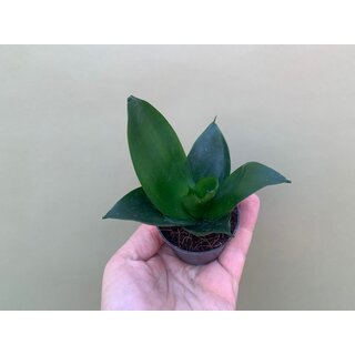 Sansevieria trifasciata Black Jade Babyplant Bogenhanf