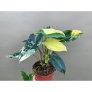 Philodendron Burle Marx variegata XL