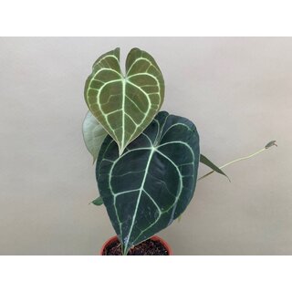 Anthurium clarinervium