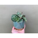 Sansevieria Star Green Granite