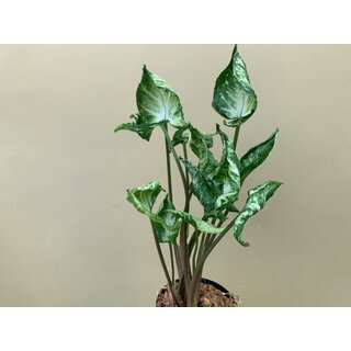 Syngonium Godzilla