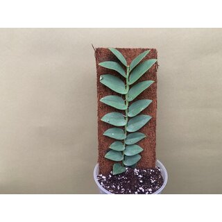 Xaximpanel 10x25x1cm for Rhapidophora and Monsteraspecies
