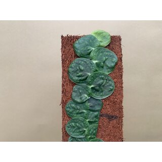 Xaximplatte 10x25x1cm fr Rhapidophora und Monstera