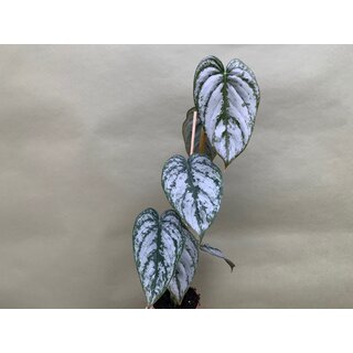 Philodendron brandtianum XL Blatt