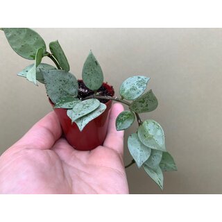 Hoya lacunosa Silver Eskimo Babyplant