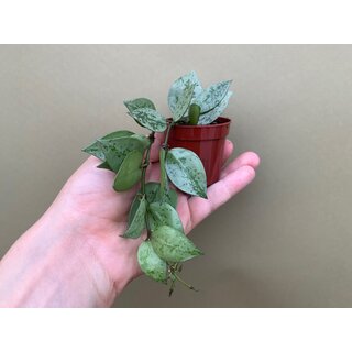 Hoya lacunosa Silver Eskimo Babyplant
