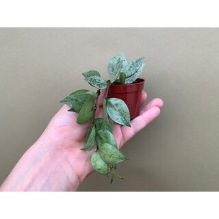 Hoya Super Silver Babyplant