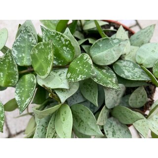 Hoya Super Silver Babyplant