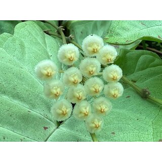 Hoya Super Silver Babyplant