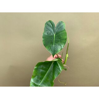 Philodendron Burle Marx Ableger