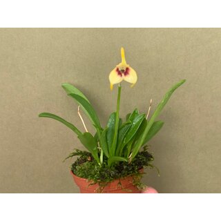 Masdevallia sprucei