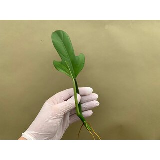 Philodendron Panduriforme Cutting