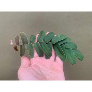 Marcgravia sintenisii cutting