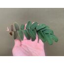 Marcgravia sintenisii Ableger