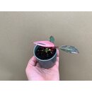 Philodendron Pink Princess S